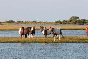 chincoteague-island-ponies