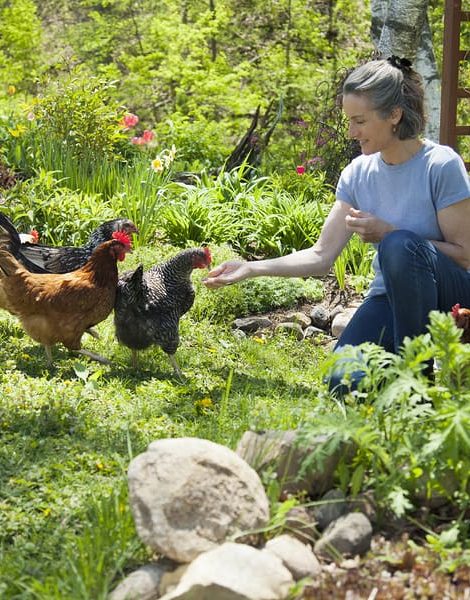 Woman feeding free range chickens in her garden
