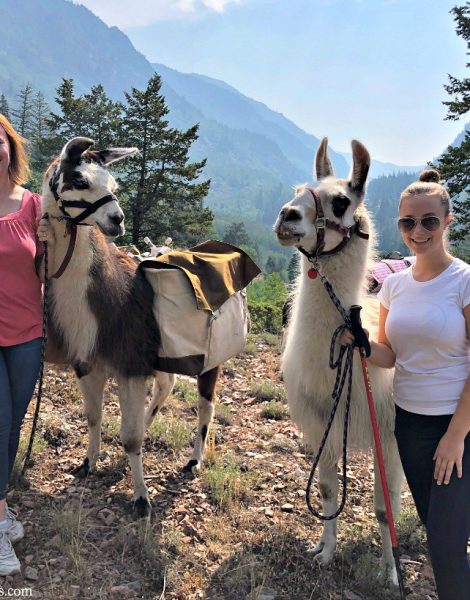 Llama-lunch-hike-in-Vail-CO