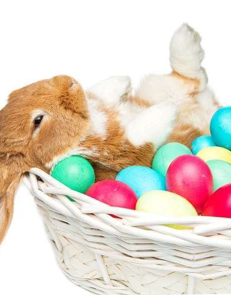 Adorable red domestic lop-eared rabbit sitting in basket with easter colored eggs. Easter bunny. Isolated over white background. Copy space.