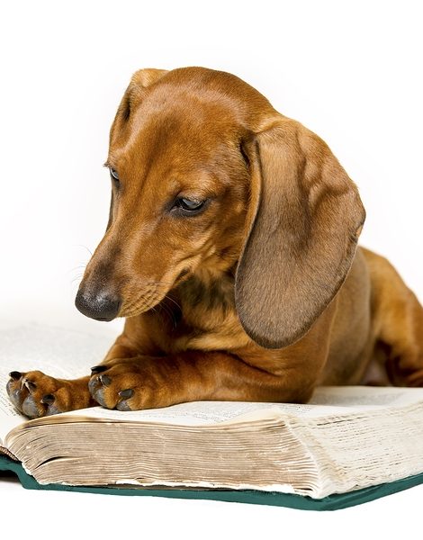 Dog Read Book Animal School Education Training Smart Dachshund Reading Isolated over White Background