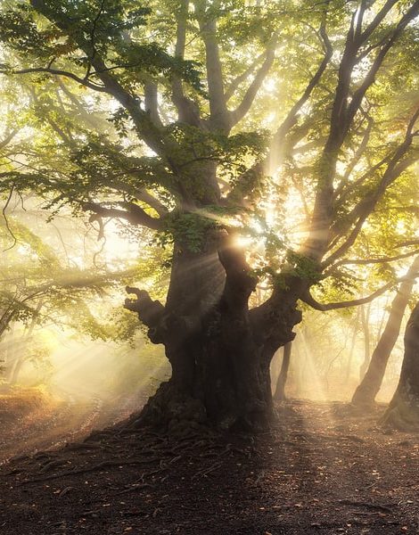 Magical old tree with sun rays in the morning. Forest in fog. Colorful landscape with foggy forest sun green leaves at beautiful sunrise. Fairy misty forest in autumn. Nature. Enchanted tree.