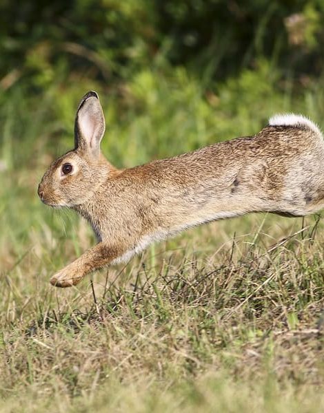 Wild cute rabbit is jumping on meadow